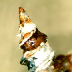 Salznebentest im AUCOTEAM Prüflabor