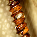 Salznebentest im AUCOTEAM Prüflabor